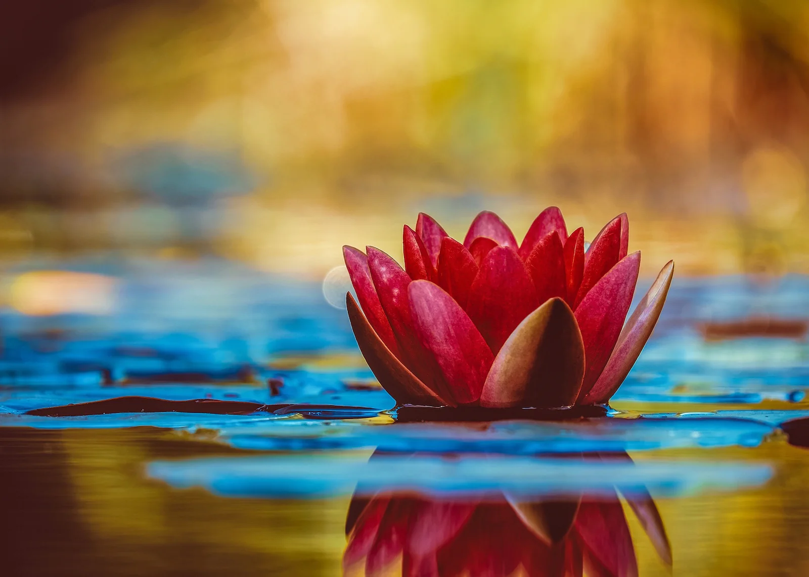Bring Nature's Masterpieces Home